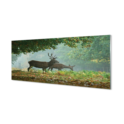 Obraz akrylowy Jeleń las jesień