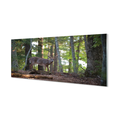 Obraz akrylowy Las jeleń