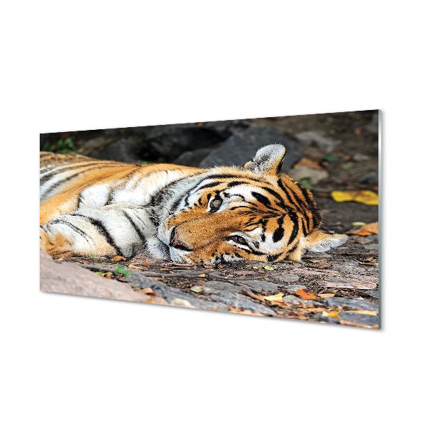 Obraz akrylowy Leżący tygrys