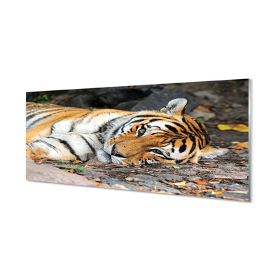 Obraz akrylowy Leżący tygrys