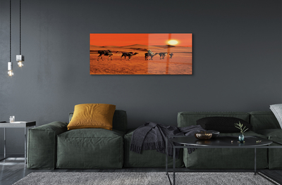 Obraz akrylowy Wielbłądy ludzie pustynia słońce niebo