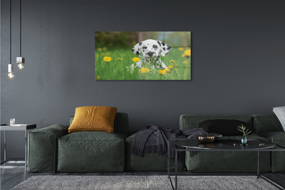 Obraz akrylowy Łąka pies