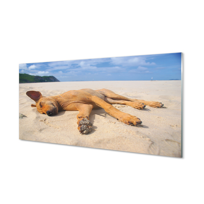 Obraz akrylowy Leżący pies plaża