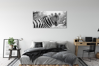 Obraz akrylowy Retro zebra