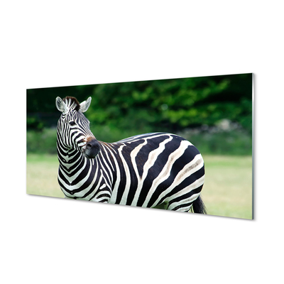 Obraz akrylowy Zebra pole