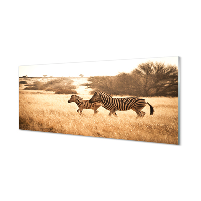 Obraz akrylowy Zebra pole zachód słońca