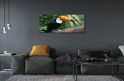 Obraz akrylowy Tukan na gałęzi