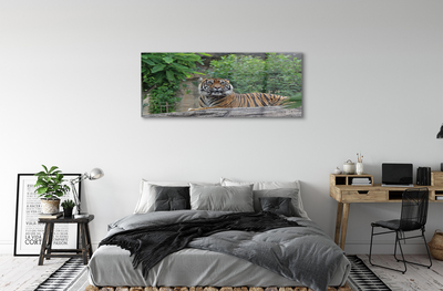 Obraz akrylowy Las tygrys