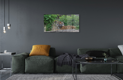 Obraz akrylowy Las tygrys