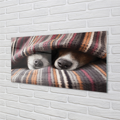 Obraz akrylowy Śpiące psy