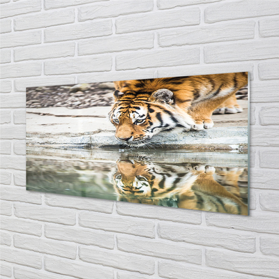 Obraz akrylowy Pijący tygrys