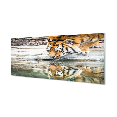 Obraz akrylowy Pijący tygrys
