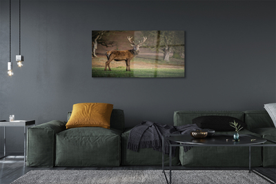 Obraz akrylowy Jeleń na polu