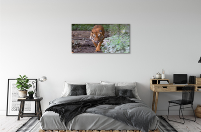 Obraz akrylowy Tygrys las