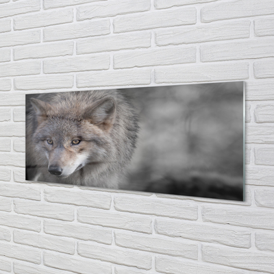 Obraz akrylowy Wilk