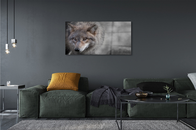 Obraz akrylowy Wilk