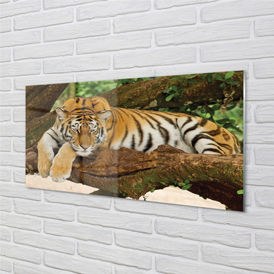 Obraz akrylowy Drzewo tygrys