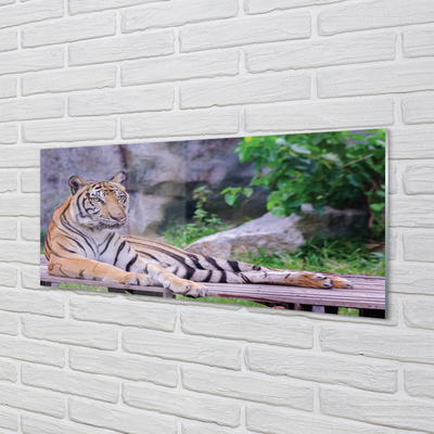 Obraz akrylowy Tygrys w zoo
