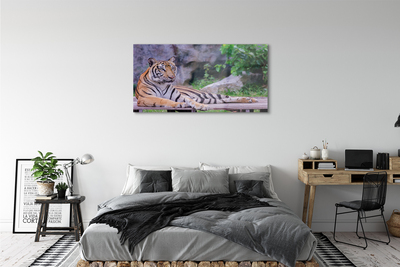 Obraz akrylowy Tygrys w zoo