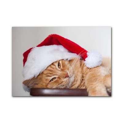 Obraz Akrylowy Kot Czapka Mikołaja Święta