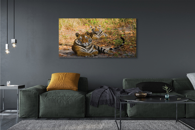 Obraz na płótnie Tygrysy w Dżungli