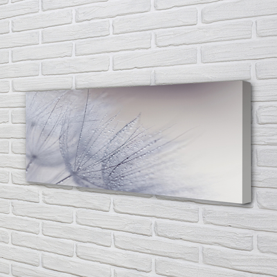 Duży obraz na płótnie Dmuchawce w Porannej Rosie