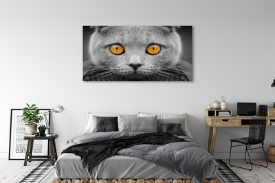 Obraz na płótnie Szary kot brytyjski
