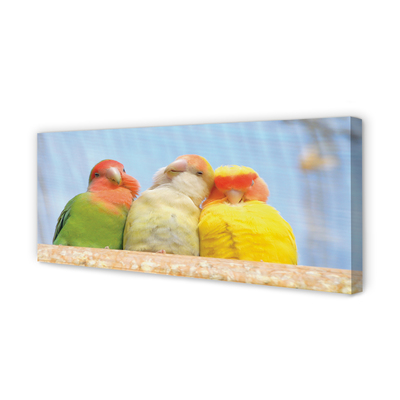 Zdjęcie na płótnie Egzotyczne Kolorowe Papugi