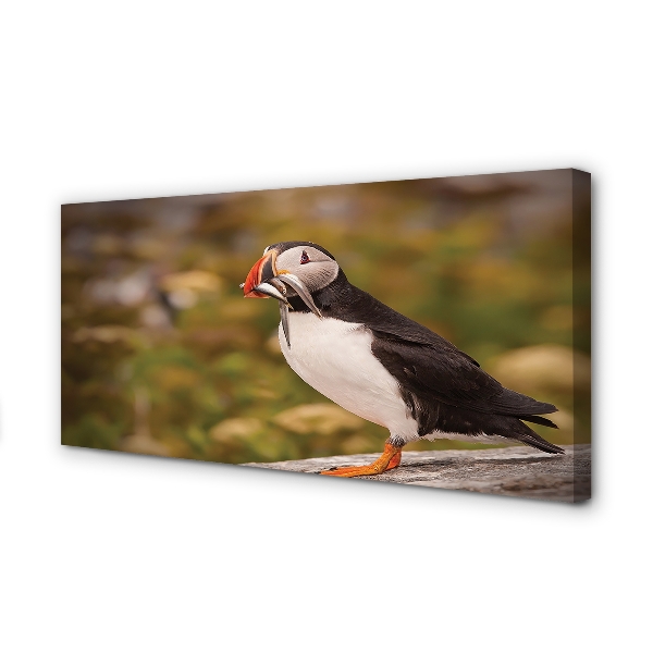 Zdjęcie na płótnie Portret Papugi