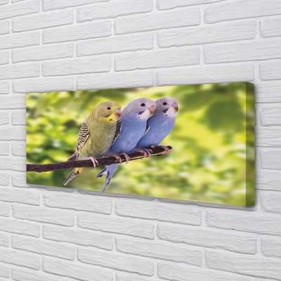 Zdjęcie na płótnie Papugi na Tropikalnej Gałęzi