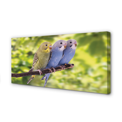 Zdjęcie na płótnie Papugi na Tropikalnej Gałęzi
