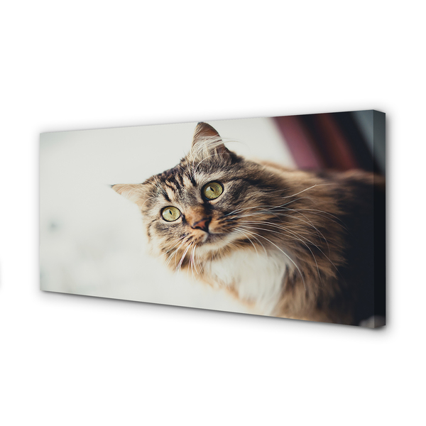 Obraz na płótnie Majestatyczny Maine Coon