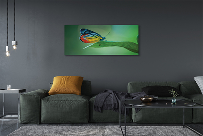 Duży obraz na płótnie Kolorowy Motyl na Liściu