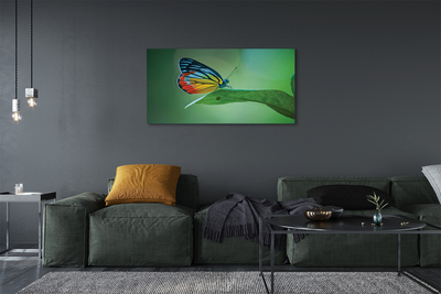 Obraz na płótnie Kolorowy motyl liść