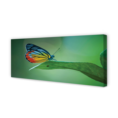 Obraz na płótnie Kolorowy motyl liść
