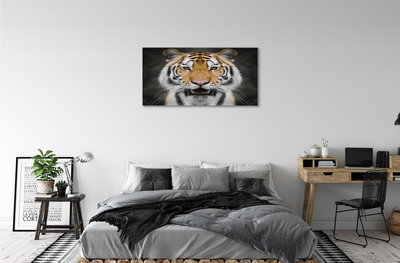 Obraz na płótnie Tygrys