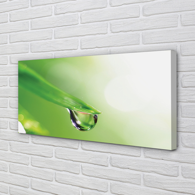Obraz drukowany na płótnie Słoneczna Kropla na Liściu