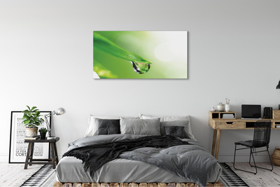 Obraz drukowany na płótnie Słoneczna Kropla na Liściu
