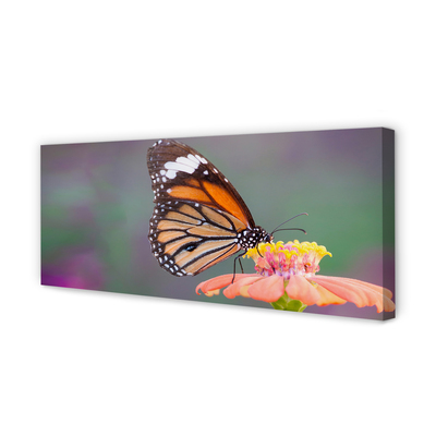 Duży obraz na płótnie Motyl na Kwiecie