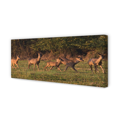 Zdjęcie na płótnie Jelenie na Polu o Wschodzie Słońca