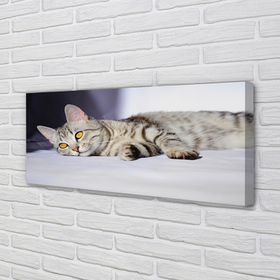 Zdjęcie na płótnie Kot w Relaksie