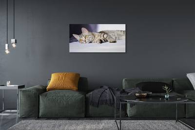 Zdjęcie na płótnie Kot w Relaksie