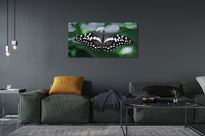 Obraz na płótnie Kolorowy motyl liście