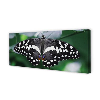 Duży obraz na płótnie Kolorowy Motyl na Liściach