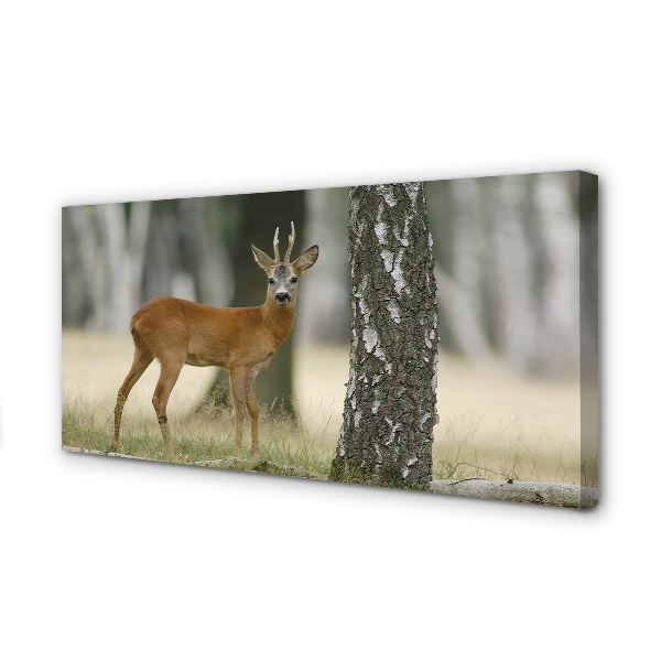 Zdjęcie na płótnie Jeleń w Leśnej Gęstwinie