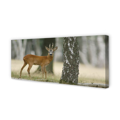 Zdjęcie na płótnie Jeleń w Leśnej Gęstwinie