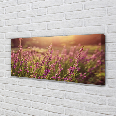 Duży obraz na płótnie Pole Wrzosów