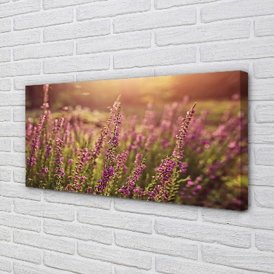 Duży obraz na płótnie Pole Wrzosów