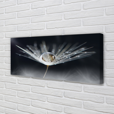 Obraz drukowany na płótnie Kryształowy Dmuchawiec w Makro