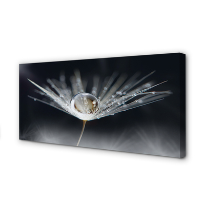 Obraz drukowany na płótnie Kryształowy Dmuchawiec w Makro